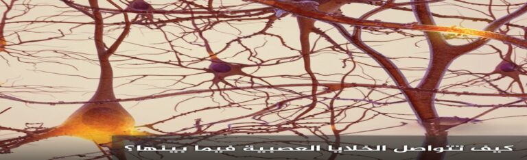 النواقل العصبية